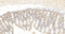 //jororwxhrkinln5q-static.micyjz.com/cloud/liBpjKnjlkSRqiqplkomip/1595312506688478025-6303-SEC238-mousejiechang-1-650_32-9x-60-60.jpg