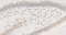 //jororwxhrkinln5q-static.micyjz.com/cloud/liBpjKnjlkSRqiqpokmlip/1595483823575176718-6440-EPAC1-dashuhaima-1-250_23-9x-60-60.jpg