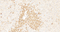 //jororwxhrkinln5q-static.micyjz.com/cloud/ljBpjKnjlkSRqippijpiiq/57e4efacb47367f166d8667d00a58835-60-60.jpg