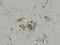 //jororwxhrkinln5q-static.micyjz.com/cloud/ljBpjKnjlkSRqippikqiiq/2d745390427b5d7f0b4841dbaaab9542-60-60.png