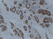 //jororwxhrkinln5q-static.micyjz.com/cloud/ljBpjKnjlkSRqippkkljiq/a220c78fb1d8626759a8557825b319b1-60-60.png