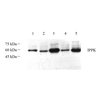 Anti -IPPK/IPK1 Rabbit pAb Western blot antibody polyclonal