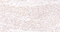 //jororwxhrkinln5q-static.micyjz.com/cloud/lkBpjKnjlkSRqippijloiq/142a8554cfdd0d83bc153dc68b534e70-60-60.jpg