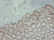 //jororwxhrkinln5q-static.micyjz.com/cloud/lkBpjKnjlkSRqippokkiiq/1d0a3f86e9287846ce61bb7f40947098-60-60.png