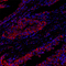 //jororwxhrkinln5q-static.micyjz.com/cloud/lkBpjKnjlkSRqippqjopip/cca741b164f82a5d44f88f311d570d9b-60-60.jpg