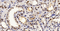 //jororwxhrkinln5q-static.micyjz.com/cloud/lkBpjKnjlkSRqiqpookmip/1605775564031153867-60-60.jpg