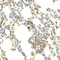 //jororwxhrkinln5q-static.micyjz.com/cloud/llBpjKnjlkSRqippnrpiiq/cdbaf113da418da5dd8305992e5e0682-60-60.jpg