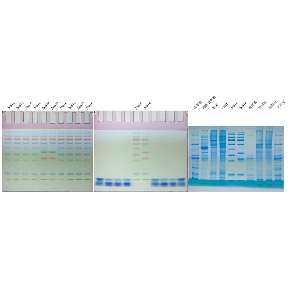 12% SDS-PAGE colored (red) gel ultra-fast preparation kit