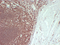//jororwxhrkinln5q-static.micyjz.com/cloud/lnBpjKnjlkSRqippjkpjiq/04b0a8b7e9ad54b640302daf6d328071-60-60.png