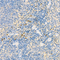 //jororwxhrkinln5q-static.micyjz.com/cloud/lnBpjKnjlkSRqippnrloiq/5de4e5e5d56c8d282c755591e3396469-60-60.jpg