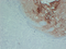 //jororwxhrkinln5q-static.micyjz.com/cloud/loBpjKnjlkSRqippikiiio/52373dee614b963b5a1c7e5cb718e697-60-60.png