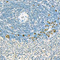 //jororwxhrkinln5q-static.micyjz.com/cloud/lpBpjKnjlkSRqippprqkiq/31ecb4117d2eb6c2c524bc216e8a31d0-60-60.jpg