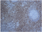 //jororwxhrkinln5q-static.micyjz.com/cloud/lqBpjKnjlkSRqippjkpliq/9814ad6e1e28e66a00989b105483196b-60-60.png
