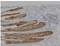 //jororwxhrkinln5q-static.micyjz.com/cloud/lqBpjKnjlkSRqippkkoniq/0f8b5167ed31fd04bffdd42aeeabda6a-60-60.png