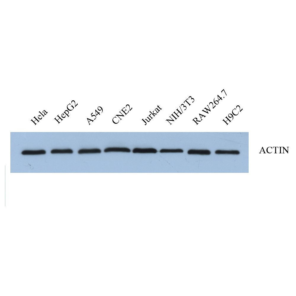 Anti -beta Actin Rabbit PAb loading control antibody for WB